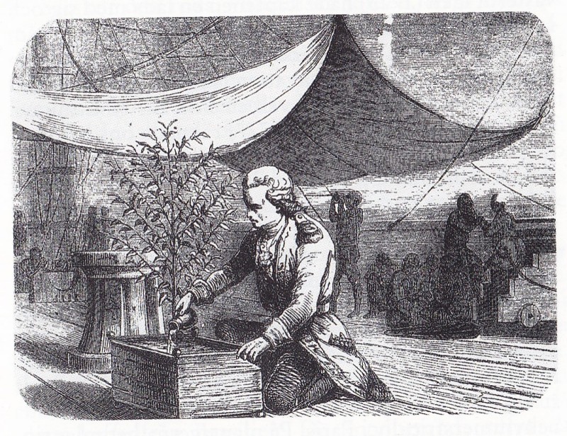 Gabriel de Clieu navel officer bringing coffee to the new world